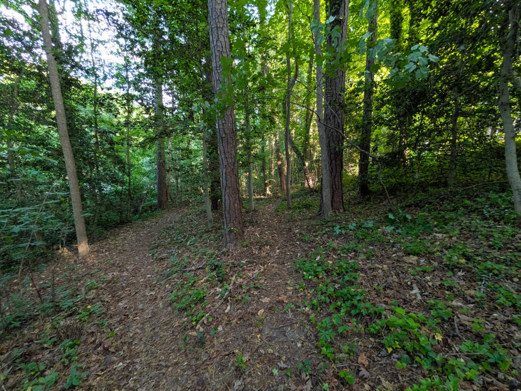 Shaded wooded trail with pine trees and green ground cover