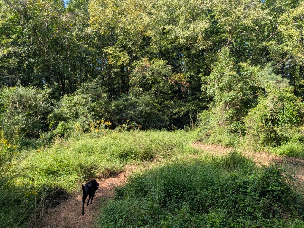 Sunlit grassy field surrounded by dense green forest with dog